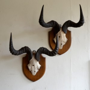A pair of Edwardian Hartebeest Horns
